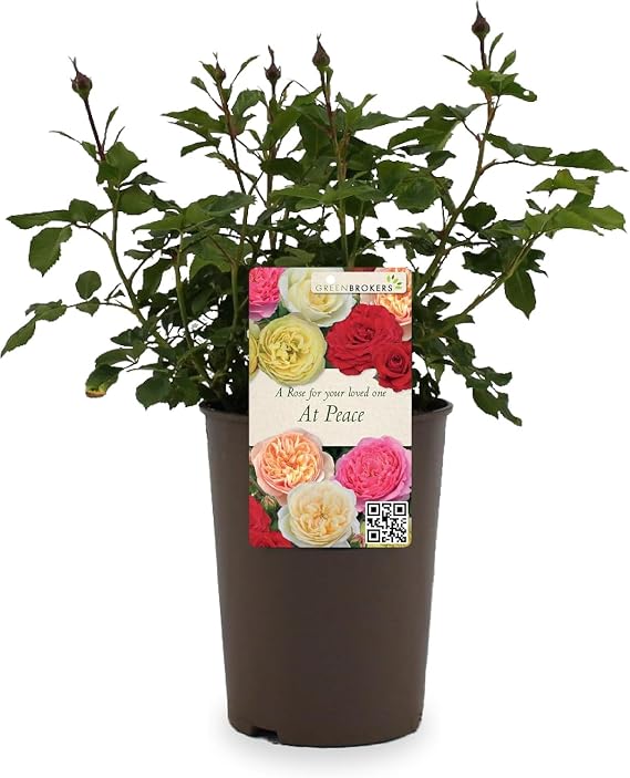 Beautiful Yellow Gift Rose - " For Your Loved One at Peace" - Gift Wrap Included | Modern Garden Hybrid Bush Rose - 3L Potted Floral Flowers