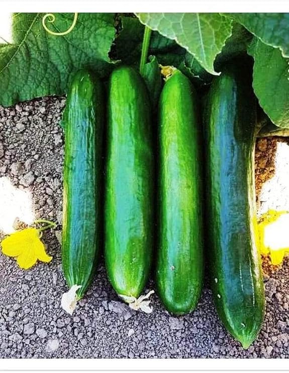 Hİbrİt Salatalik Tohumu Bedİz-f1 30 Adet Tohum