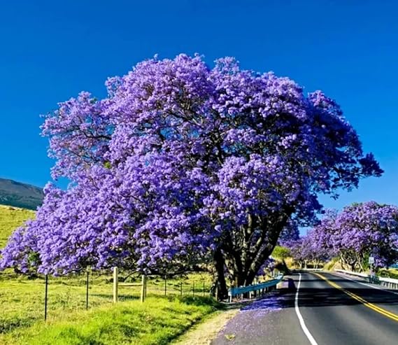 1 Pack of 70 SEEEDS Jacaranda Tree Jacaranda mimosifolia