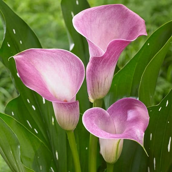Calla Lily Bulbs.Strong Plants That Grow Well Mix Golden Jade Carving Feels Beautiful-2 Bulbs-D