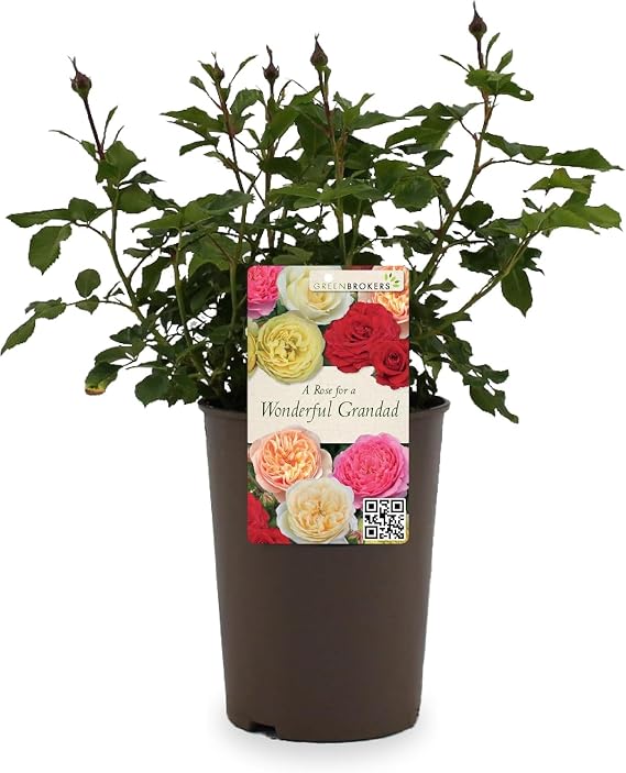 Beautiful White Gift Rose - " For a Special Grandad" - Gift Wrap Included | Modern Garden Hybrid Bush Rose - 3L Potted Floral Flowers | Fathers Day