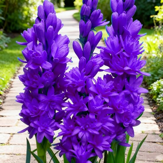 Striking Tuberose Bulbs Mix for Planting Now UK/Potted Viewing,Excellent Display,Strong Plants that Grow Well/Elegant,Perfect for Borders,Perennial Tuberose Rhizomes-3 Bulbs-J