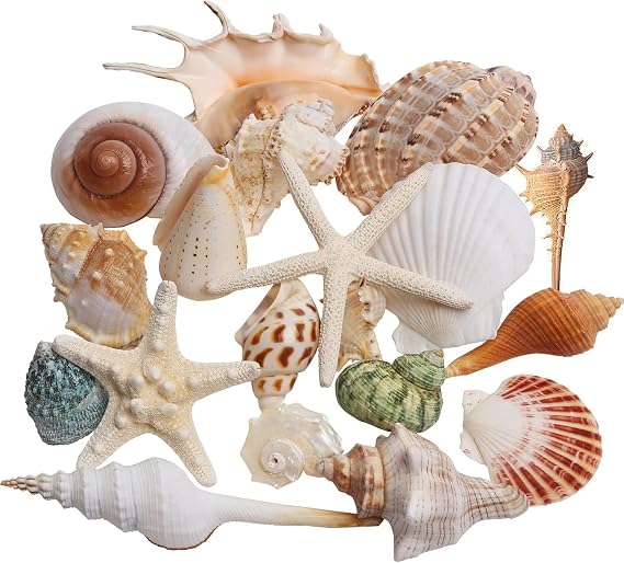 20 PCS Large Sea Shells Mixed Beach Seashells & Colorful Conch