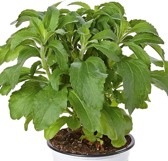 Stevia Plug Plants. 'Sweety'. Unusual Sweet leaved Tender Culinary herb. Natural Sweetener. Medium Plug Plants x 4. Available from Bedwen Plants.