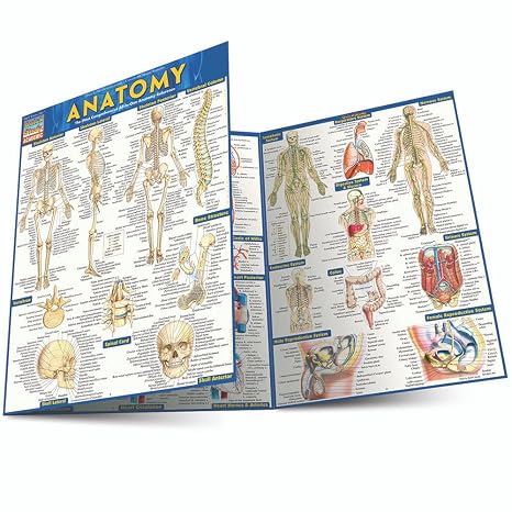 Anatomy - Reference Guide: a QuickStudy reference tool (Quick Study: Quizzer) (Quickstudy Academic)