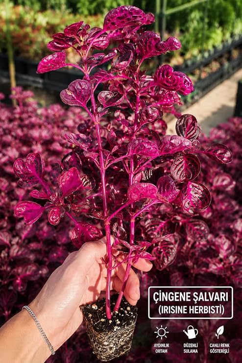 Çingene Şalvarı Irisine Herbisti Kırmızı İç Mekan Bitkisi