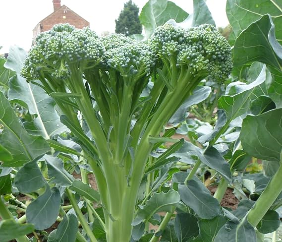 Tender Stem Broccoli Plug Plants Grow Your Own Vegetables 'Ready to Plant Now' Young Vegetable Plants (12)