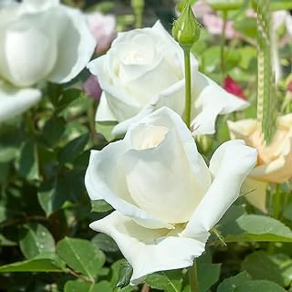 Gorgeous Rose Bulbs Mix UK,Perennial,Flowering Rhizome,Good for Containers,Iridescent,Excellent Display,Hardy,Balcony Garden Bulbs.-1bulb- White