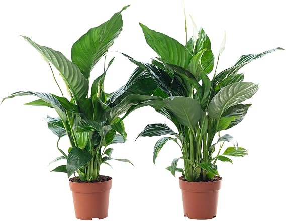 Set of 2 Single Leaf 3-5 Flowers / Buds - Real Indoor Plant Spathiphyllum - Height Approx. 50 cm Pot Diameter 13 cm
