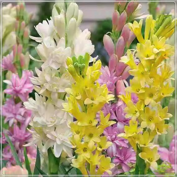 Premium Tuberose Bulbs – Night-Blooming, Highly Fragrant & Simple to Grow – Perfect for Gardens, Cut Flowers & Enchanting Displays-4 Bulbs-E