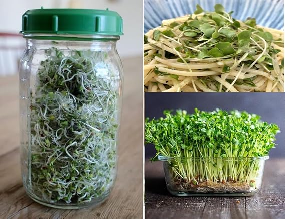 Broccoli Seeds for Sprouting | 3,300+ Seeds | Microgreens | Non-GMO