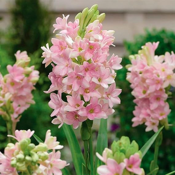 Tuberose Bulbs for Planting - Excellent Display-4 Bulbs