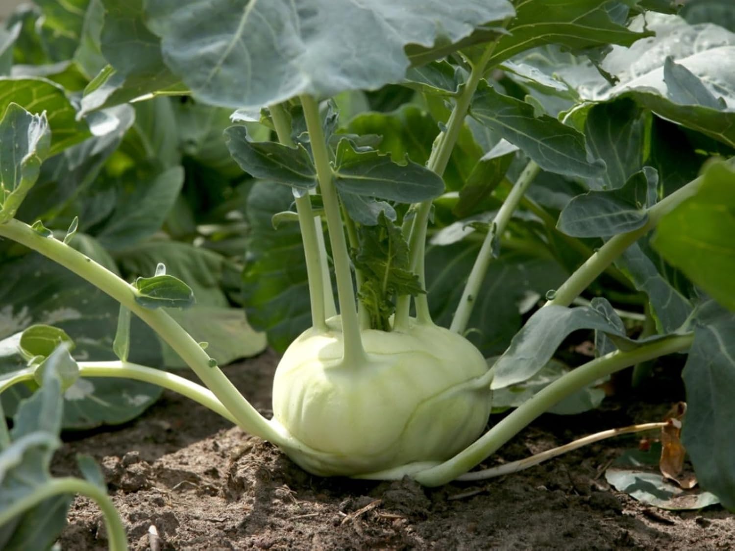 100pcs of jicama vegetablet Seeds,Green