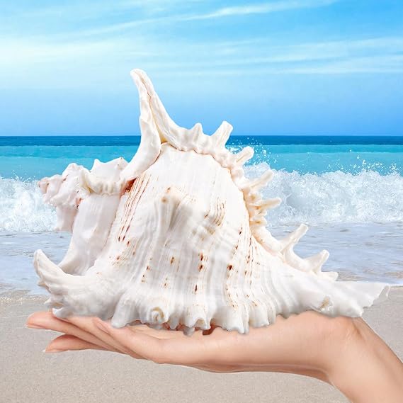 Natural Shells 18-20 cm Large Natural Shell Shells Large Shells for Crafts Giant Ocean Shell for DIY Craft Decoration Beach Theme Parties Wedding Decoration