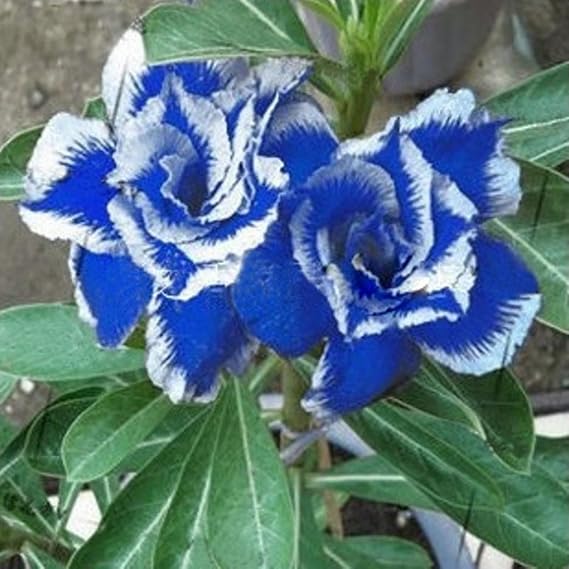 Desert Rose Bulbs.Strong Plants That Grow Well Mix Golden Jade Carving Feels Beautiful-2 Bulbs-D