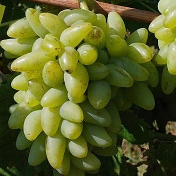 Excellent Display, Ggrape Bare Root,Grape Vine Plant,Good for Containers Finger Grape Root-1 Root-H