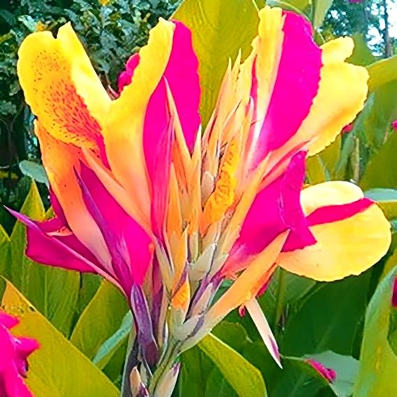 Excellent Canna Bulbs Mix for Planting Now UK Iridescent Good for Containers,Flowering Root,Display Balcony Garden Can Be Potted Aromatic,Perennial Cut Flowers.-1Bulb-G