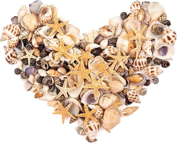 450PCS Small Sea Shells and Mini Starfish Mixed for Crafting