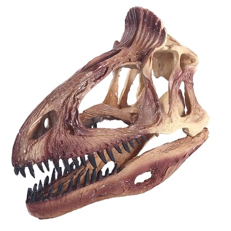 Dinosaur Skull Head Model - Resin Animal Cryolophosaurus Skull Replica Animal Skeleton Skull Head Model - for Science Educational Toys,Home Decoration Hanging