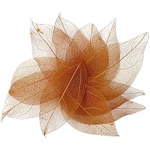 Wudaizhi 36pcs Natural Skeleton Leaf Dry Leaves Scrapbooking Diy Material Scrapbook Craft Card Wedding Large Leaves