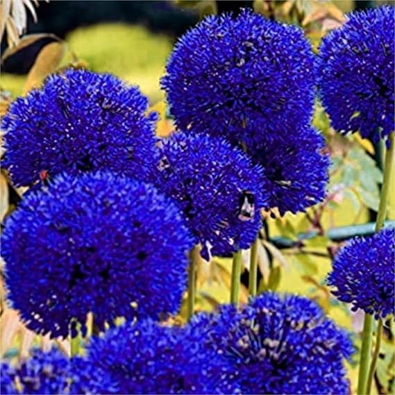 Stunning Allium Bulbs Mix for Planting Now UK/Good for Containers/Natural Organic/Greening Flower/Strong Plants That Grow Well/Cut Flowers/Wedding Flowers.-8bulbs-A