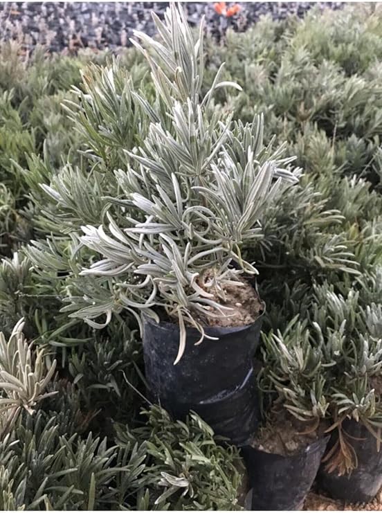Gardenbox Köklenmiş Poşet Tüplü Lavanta Fidanı, 15-25 cm, Intermedia, 1 Adet