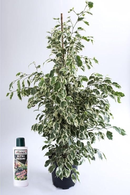 Benjamin Ficus Starlight Çiçeği 100 Cm Ve 225 Ml Besin