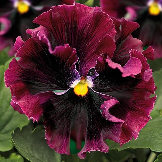 PREMIER SEEDS DIRECT - Pansy Winter Flowering - Frizzle Sizzle F1 - Burgundy - 30 Seeds