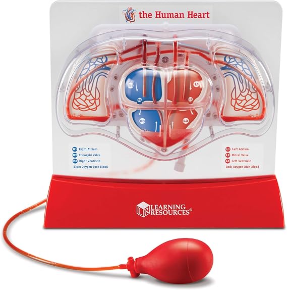 Learning Resources Pumping Heart Model, 12inx11inx5in