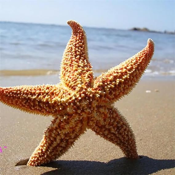 Sea Shells for Décor,2Pcs 10cm-16cm Natural Dried Starfish Sea Star Beach Craft Wedding Party Home Decoration