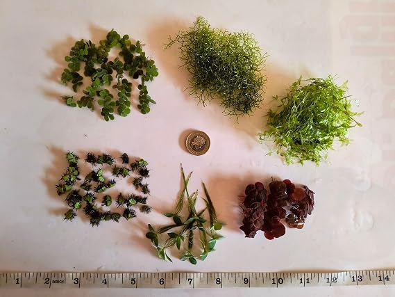 Rare & Exotic 'Nano' Aquarium Floating Plant Selection! 6 * Unusual Types!