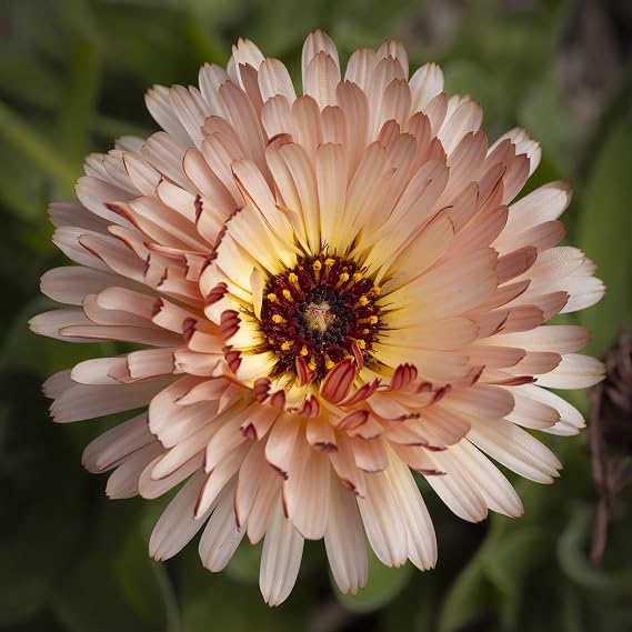 PREMIER SEEDS DIRECT - Calendula - Sunset Buff - Finest Flower Seeds (100 Seeds)