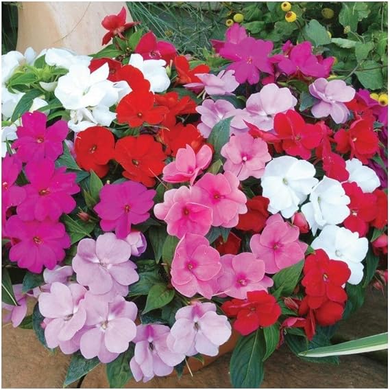 PREMIER SEEDS DIRECT - Impatiens - Busy Lizzie - Dwarf Mix - 180 Finest Seeds