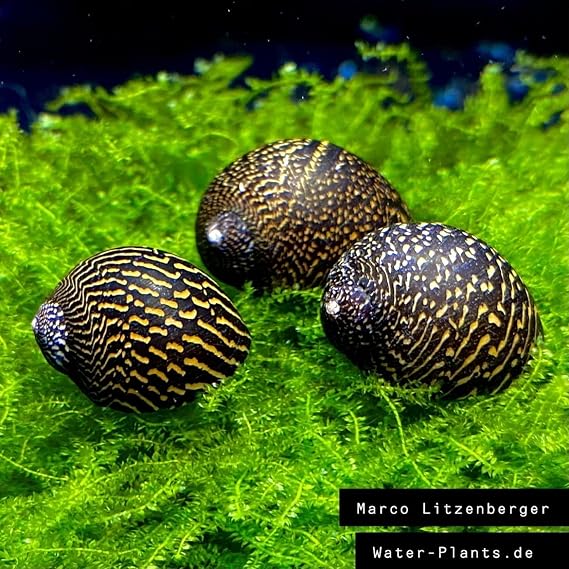 5 Mosaic Racing Snails Algae Eater/Piece