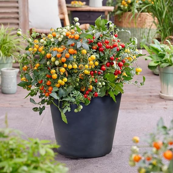 Tomato 'Tiny Temptations Mixed' – Half-Hardy Trailing Cherry Fruits – 1 Packet x 6 Seeds By Thompson & Morgan