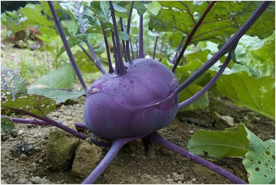 PREMIER SEEDS DIRECT - Kohlrabi - Delicacy Purple - 4 GRAM ~ Approx 1150 Seeds