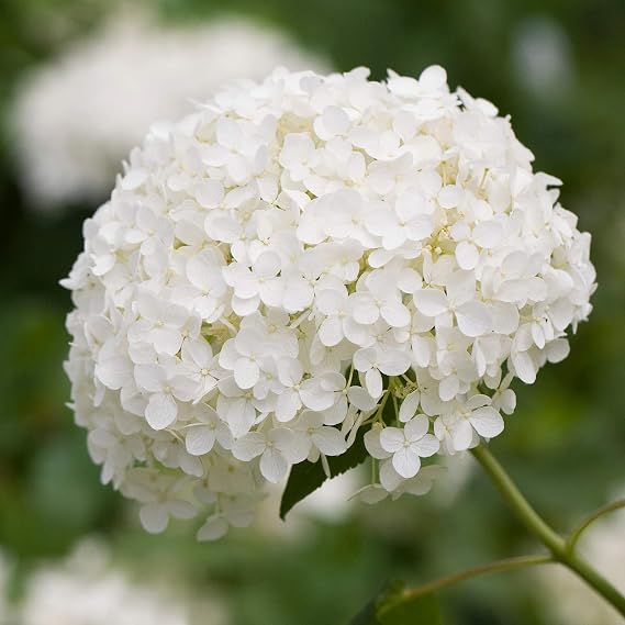 GardenersDream Hydrangea Annabelle Flower Plant - Outdoor Garden Ready Flowering Shrub - Beautiful Outdoor Plant for Garden, Border and Bed - Low Maintenance Deciduous Shrub (3 Litre Pot, 30-50cm)