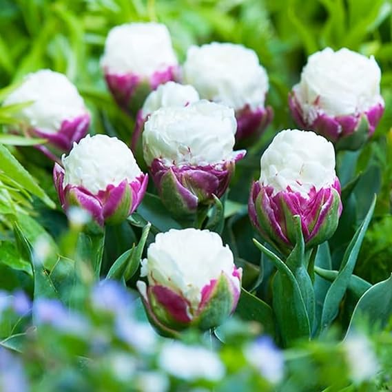 Tulip Bulbs,Flowering Rhizome,Excellent Display,Cut Flowers,Hardy Perennial,Iridescent,Tulip Tubers UK,Good for Containers,Greening Flower,Balcony Garden Bulbs.-3Bulbs-J