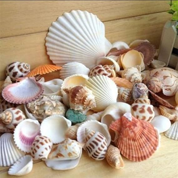 Beach Sea Shells, Mixed Natural SeaShells Craft Wedding Garden Aquarium Decoration, 100g - Random Color and Pattern (Mixed)