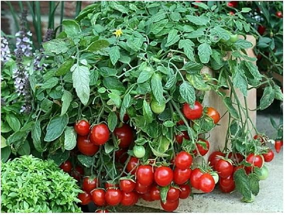 PREMIER SEEDS DIRECT - Tomato Cherry Falls - Trailing - 10 Seeds