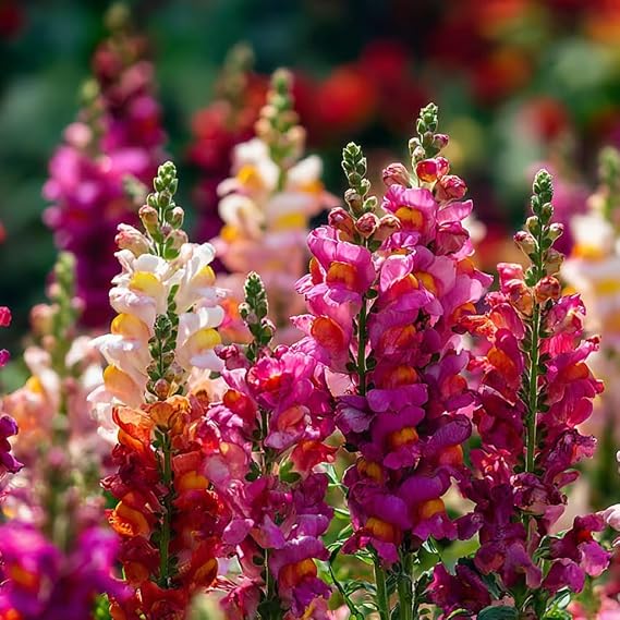 Snapdragon Seeds 3500 (Antirrhinum Majus Maximum) Mixed Colours – Premium Flower Seeds for Planting – Summer Garden Flowers up to 30-40cm – Border, Bedding, Cottage Garden & Cut Flowers