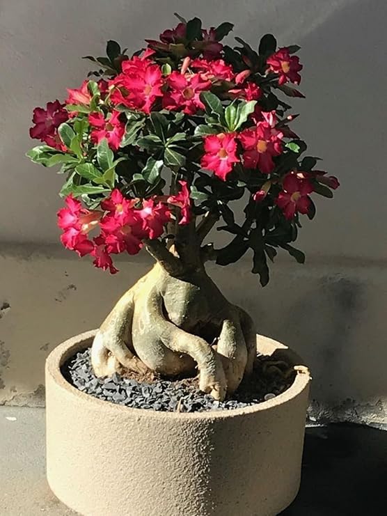Desert Rose Tubers/Cold-Hardy PerennialsProfessional/Planting for Stunning Garden Displays/Flowers Year-Round-1 Bulb