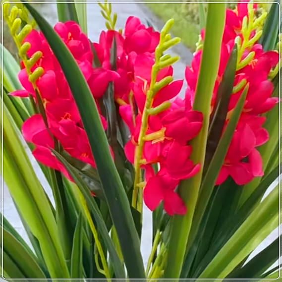 Premium Tuberose Bulbs – Night-Blooming, Highly Fragrant & Simple to Grow – Perfect for Gardens, Cut Flowers & Enchanting Displays-4 Bulbs-A
