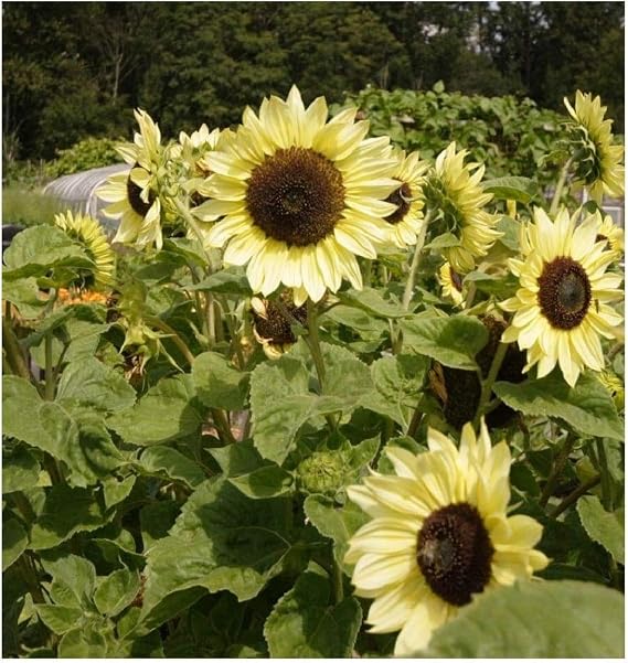 PREMIER SEEDS DIRECT - Sunflower Seeds - Moonshine - 40 Seeds