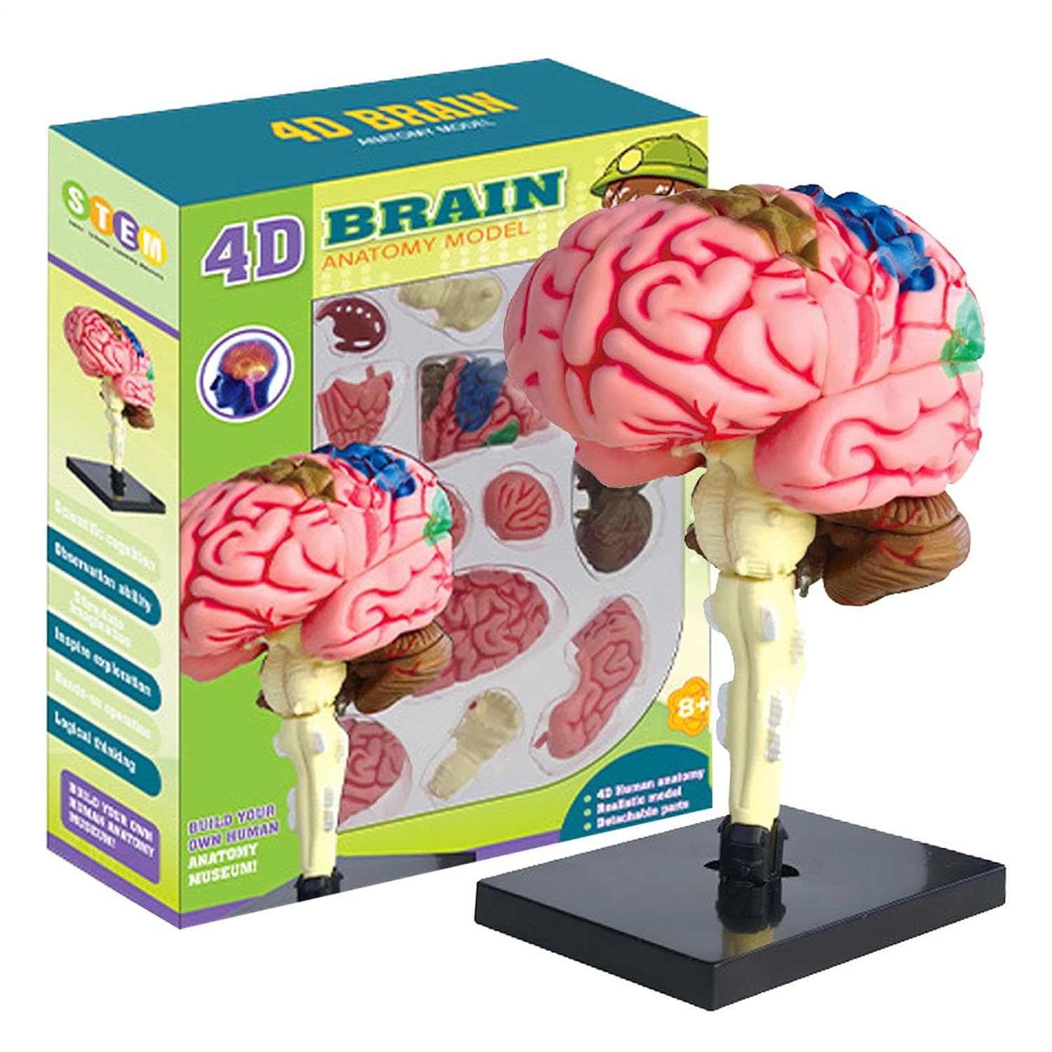 Human Brain Model, Anatomical Brain Display, Color-Coded Segments, Educational Display Base, Artery Highlights, Neuroscience Study Tool, Classroom Teaching Aid, PVC Material