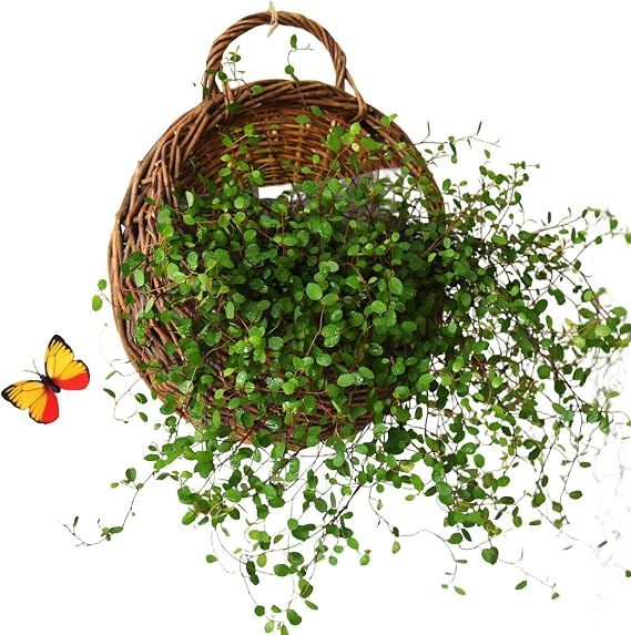 Wicker Baskets for Wall - Handmade Natural Rattan Planter - Woven Hangable Basket - for Garden Wedding Home Kitchen Nursery Bedroom Living Room Plant Farmhouse Indoor
