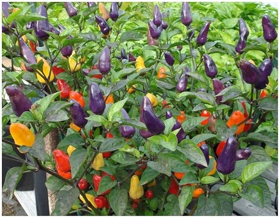 Premier Seeds Direct - Dwarf Pepper Hot - Roxi - 50 Seeds