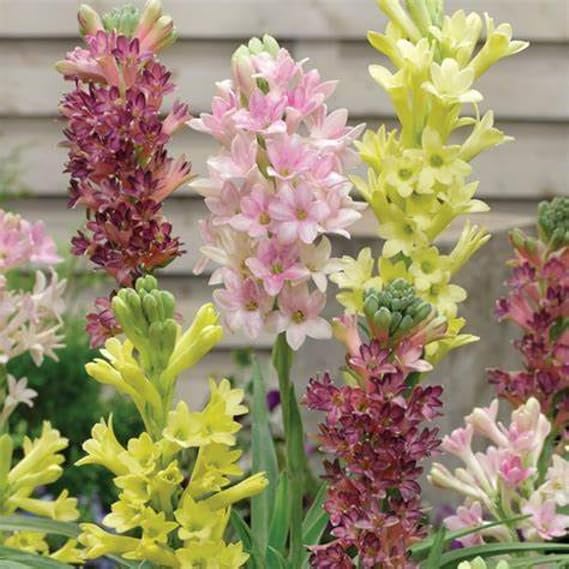 Tuberose Bulbs for Planting Now UK Ornamental Perennial Easy Plant Excellent Display Plant Bulbs Greening Flower/Good for Containers/Natural Organic Perennial-10Bulbs-G
