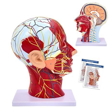 Human Half-Head Model, Neurovascular Anatomical Sagittal Model Of The Head With Muscles, 1:1 Life Size Anatomical Head Neck Model Skull And Brain For Teaching Learning