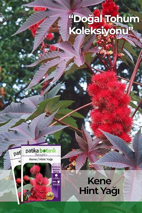 5 Adet Kene Çiçeği (Ricinus Communis) Çiçek Tohumu